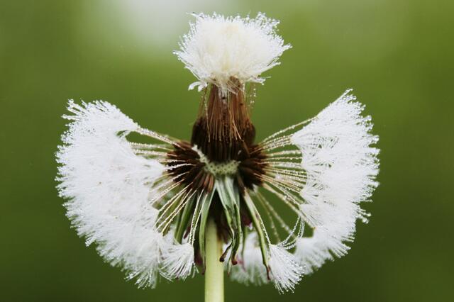Pusteblume mit Frisur