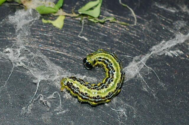 5-6 cm richten viel Schaden an