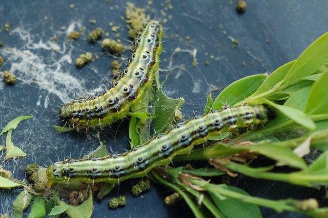 Trotzdem: Interessant sehen sie ja aus