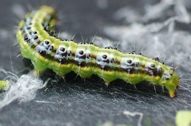 Fett und behäbig fressen sie sich ihrem Ziel entgegen: der Verpuppung