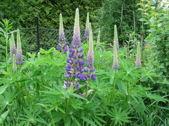 Im Wildgarten