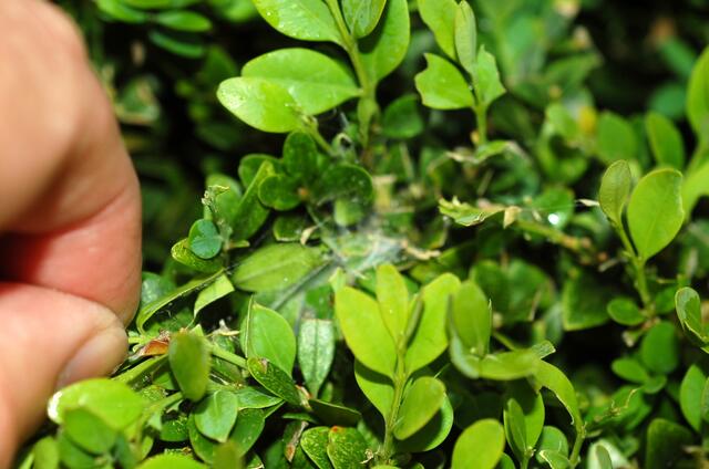 Sie bilden Nester in Gespinsten: Untrügliches Zeichen von Buchsbaum-Zünsler-Befall