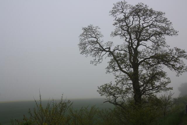 Nebel