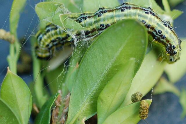 Gut getarnt siend sie erst auf den zweiten Blick auszumachen