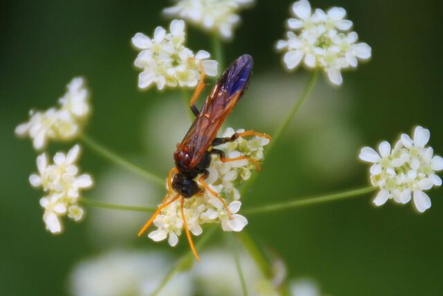 Dieser farbenfrohe Weichkäfer weiß es sicher ... aber er schweigt ...