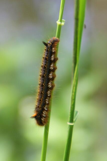 ... oder man wartet einfach bis man fliegen gelernt hat - wie diese Raupe der Grasglucke oder "Trinkerin" ... ;o)