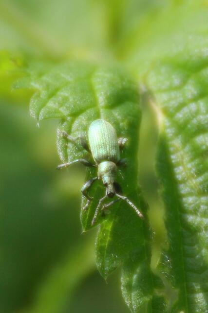 oder diesem neugierigen Grünrüssler, der unsere ungeteilte Aufmerksamkeit verdient hat.