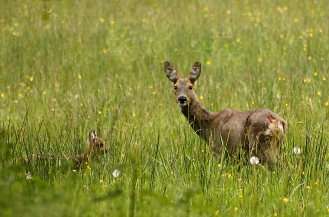 Erst beim zweiten Blick entdeckt. Das Kitz ist mit seinem gefleckten Fell gut in der Wiese getarnt.