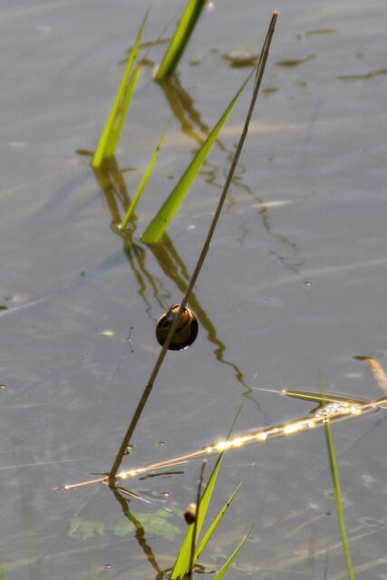 Manche Schnecke konnte gerade noch den rettenden Strohhalm "ergreifen" ...