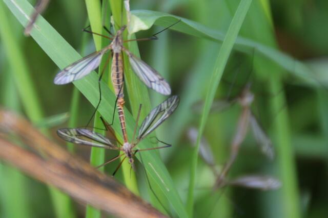 Diese Schnaken interessiert das im Moment wohl weniger ... ;o)