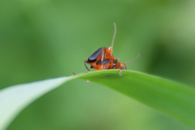 ... an den schönsten Orten wird für Nachwuchs gesorgt ... ;o)