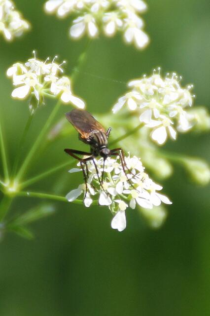 Ein kleiner Nutznießer der Wetterlage beobachtet die steigenden Wassermassen ...