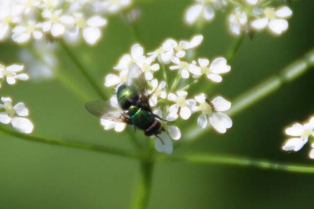 ... aber sie macht sich nichts draus und schwirrt drüber hinweg ...