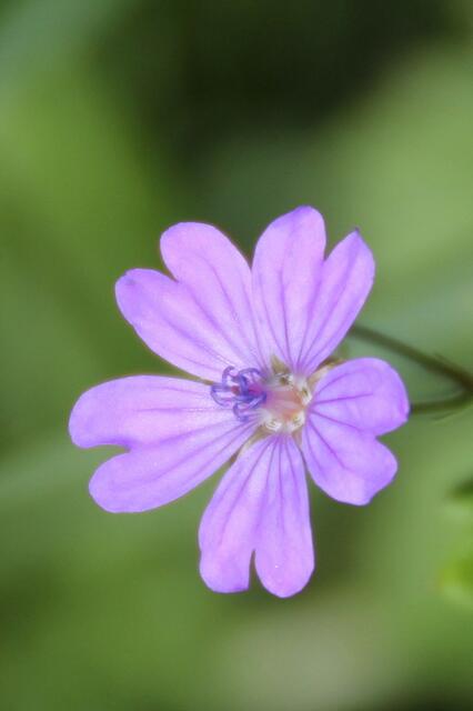 ... tapfer halten sich solch filigrane Schönheiten über Wasser ...