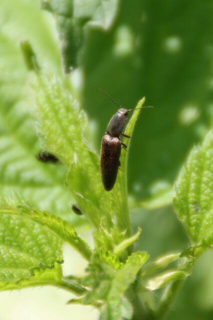 Dieser Schnellkäfer musste sich auch in Sicherheit bringen und hält sich an einem jungen Brennesselblatt fest ...