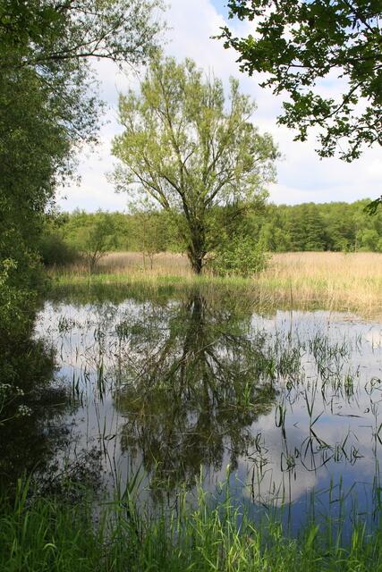 ... zum Abschluss bekommt Ihr von mir noch einmal den Spiegel hingehalten ... Danke für die Begleitung durchs Moor!  :o))