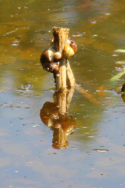 ... und auch Massenquartiere wurden in den Fuhsefluten bezogen ... ;o)