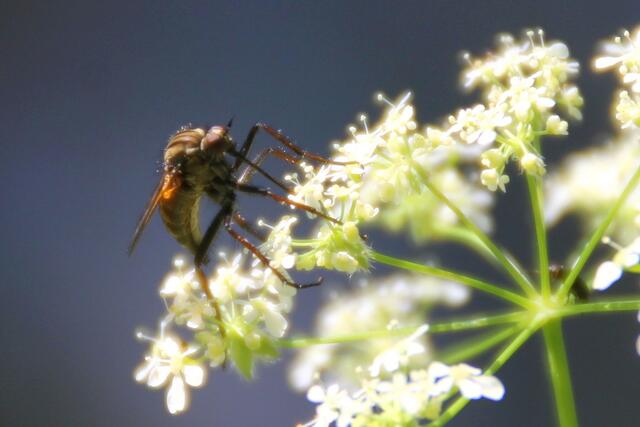 ... sondern auch langbeinige großäugige "Monster" ... ;o)