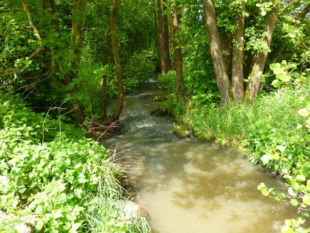 die Schächerbach kann sich  hier durch die höhe Böschung nicht ausbreiten