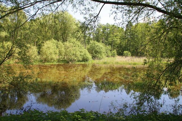 ... die sich hier in den Überflutungsgebieten ausbreiten und das Land rund um Peine in eine Seenlandschaft verwandeln, ...