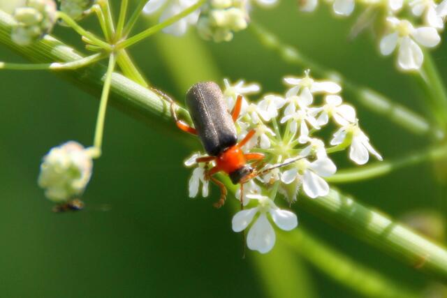 ... bleibt auch dieser Soldatenkäfer nicht lange allein ...