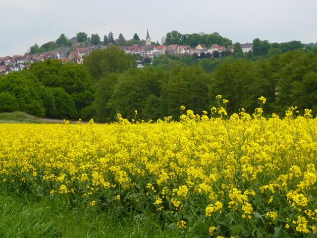 Blick auf Hombergs Altstadt