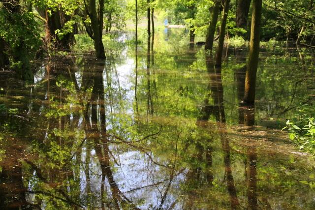 Das langsam fließende oder fast stehende Wasser verwandelt den Boden in eine riesige Spiegelfläche ...