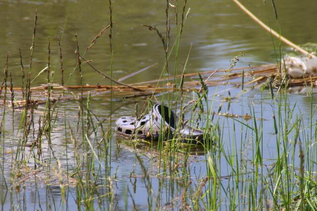 ... oder ist das eine Versuchsstrecke für Wasserläufer ... ;o)