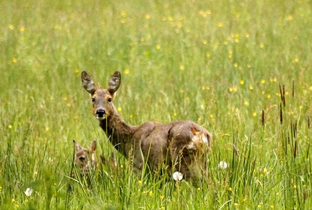 BITTE GENAU SCHAUEN! Wie viele kleine Ohrenspitzen schauen aus der Wiese?