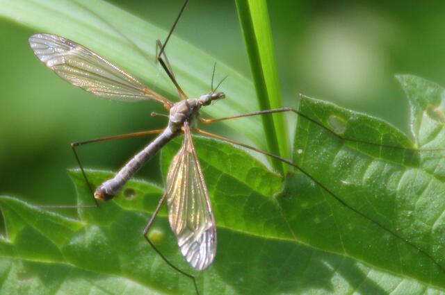 ... wie dieser schönen Schnake im Sonnenlicht ...