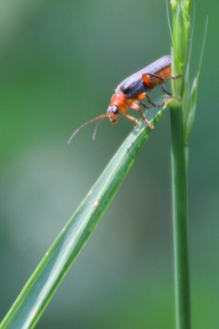 Dieser Soldatenkäfer hat es sofort erkannt und sich eine Rutschbahn gebaut - Mit Schwung geht's gleich hinein ins kühle Nass ... ;o)