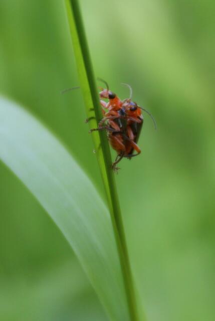 Kaum ist ein Partner gefunden, geht's auch schon zur Sache ...