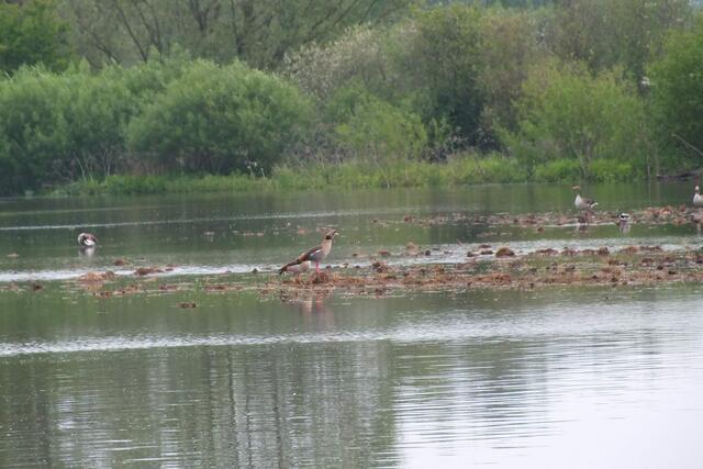 Koldinger "Seenplatte"