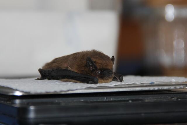 Am Ende des Winters werden hilfsbedürftige sehr geschwächte Fledermäuse gefunden: Hier eine Zwergfledermaus. Die Jungs dürfen bei der Versorgung zuschauen und meine Ansagen für mich notieren. Das ist eine große Hilfe. Die meisten Fledermäuse konnte ich Retten.