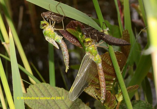 Nun hängen beide Geschlechter nebeneinander. Das Männchen, zu erkennen am sekundären Geschlechtsmerkmal unterhalb des 2. Hinterleibsegmentes, beginnt mit dem Aufpumpen der Flügel.