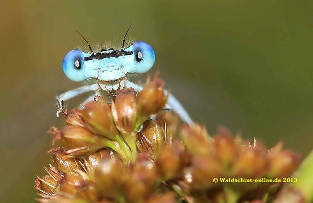 Dieser hier hat von seinem Ausguck alles im Blick.
