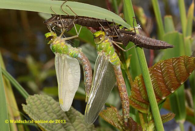Die Flügel des Männchens sind schon stark gewachsen. Sie werden immer noch mit Blutflüssigkeit (Hämolymphe) gefüllt.