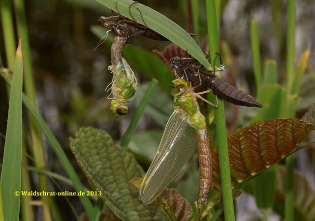 Während das Weibchen seine Flügel trocknet und auszufärben beginnt, befindet sich das Männchen in der Ruhepahse des Schlupfes. Diese dauert etwa 45 Minuten.