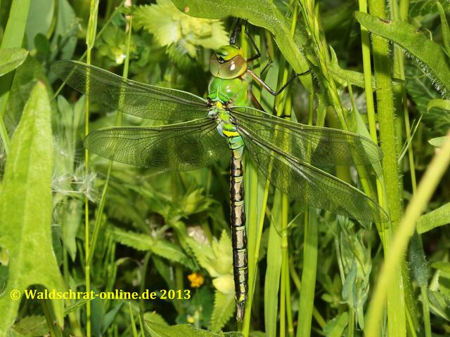 Das junge Männchen ruht nach erfolgeich absolviertem Jungfernflug versteckt in der Vegetation einer nahem Wildwiese.