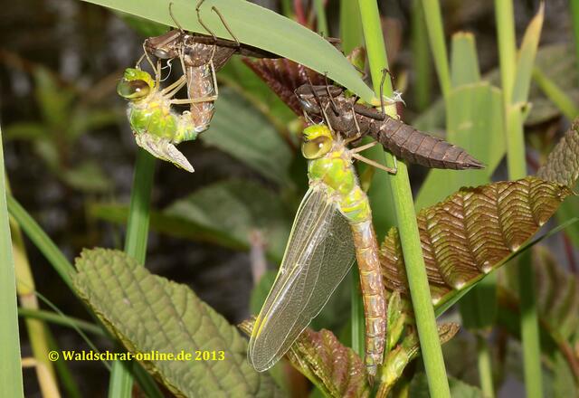 Das Weibchen bleibt unverändert. Das Männchen hat seine Ruhephase beendet und zieht sich mit einem Ruck aus der alten Larvenhülle (Exuvie) heraus.