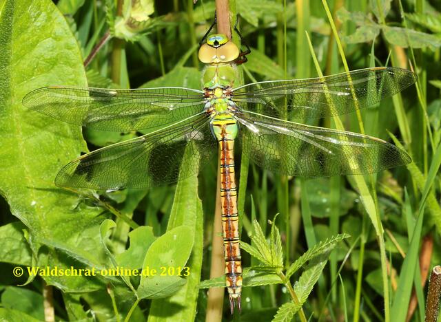 Auch das Weibchen hat seinen Erstflug ohne Probleme gemeistert. Bereit für ein aufregendes Leben als gefürchteter Jäger im Mikrokosmos.