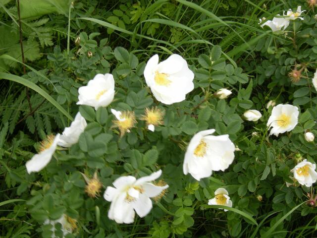 Rosen auf dem Rückweg nach Lehrte.