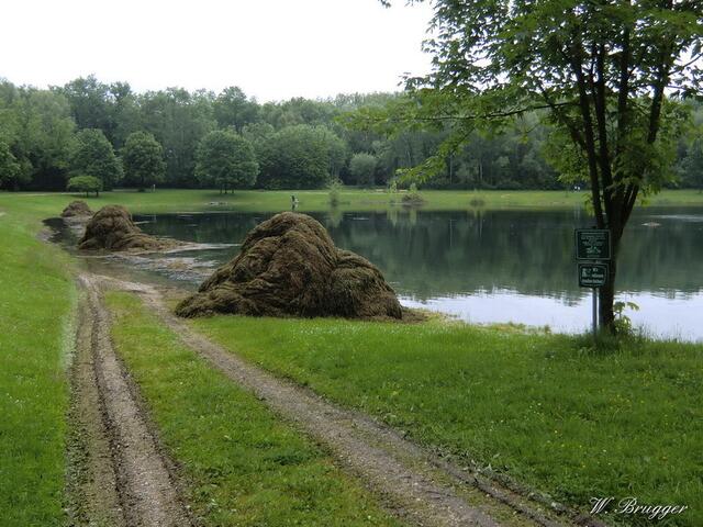 Kurz vor Ankunft des "Riedstromes" am Auwaldsee, Lauingen
Die 2 Meter hohen Haufen von "Seegras", die in wochenlanger, mühevoller Arbeit ausgerissen, abgefischt und aufgehäuft wurden, werden nun wohl vom Riedstrom (ausgeleitetes Donauwasser) wieder in den Auwaldsee und weiter in die Donau gewaschen werden.