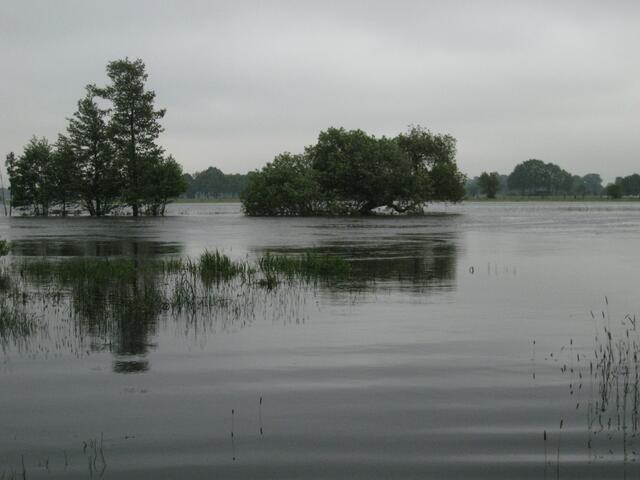 Die Aller mit dem schiefen Baum alle Wiesen unter Wasser.