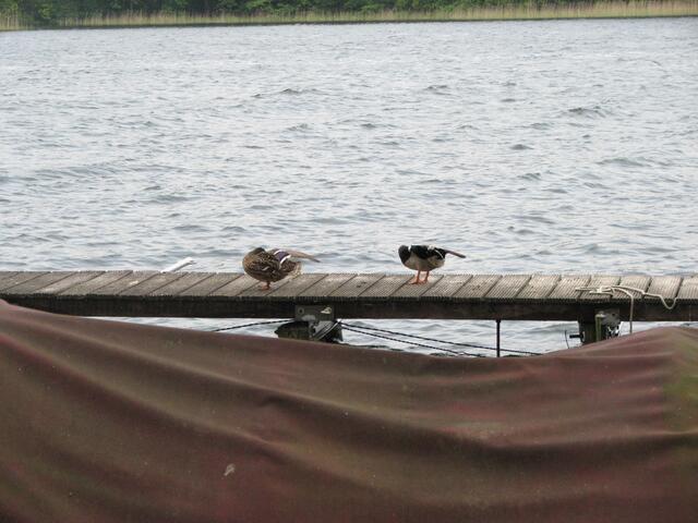 Ein Wunder das die Enten noch freien Zugang zum See haben.