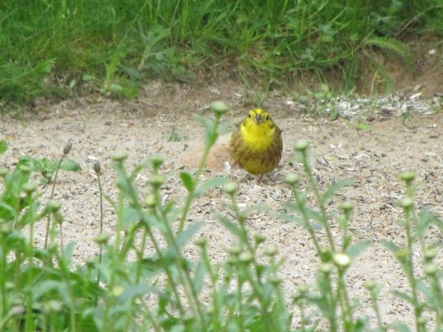 Was ist das für ein Vogel???