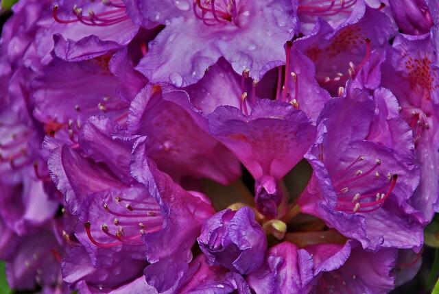 Detail einer Rhododendronblüte