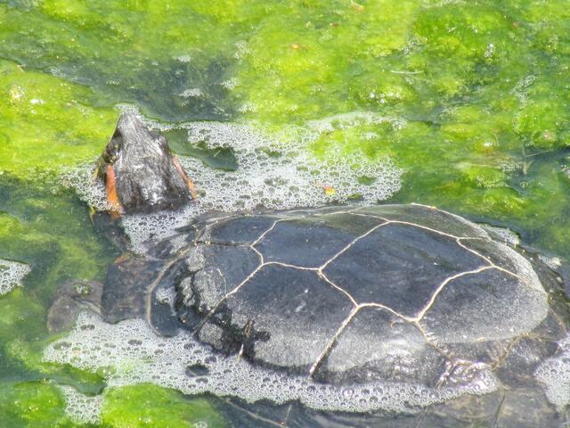 Eine Gelbwangenschildkröte im großen Teich vom Botanischen Garten in Marburg