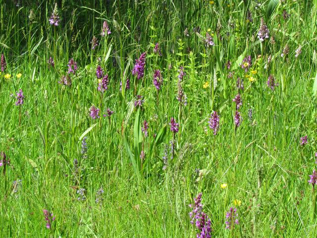 Wilde-Orchideen-Wiese im Botanischen Garten von Marburg