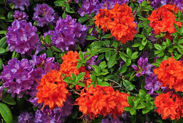 Rhododendron und Azalee